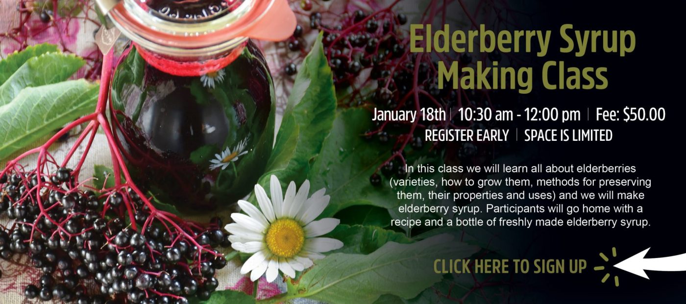 Elderberry Syrup Making Class | Lancaster, PA | Hempfield Apothetique